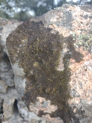 Xanthoparmelia pulla