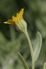 Calendula arvensis