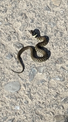 Natrix astreptophora