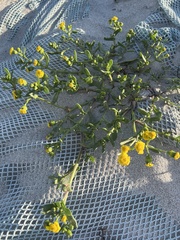 Senecio maritimus