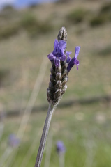 Lavandula multifida