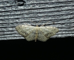 Idaea dimidiata