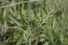 Lavandula multifida