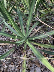 Agave univittata
