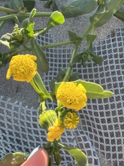 Senecio maritimus