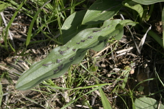 Biarum dispar