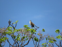 Mimus saturninus