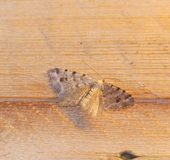 Macaria pinistrobata