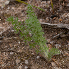 Pelargonium rapaceum