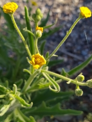 Pulicaria paludosa