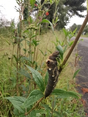 Xylophanes falco