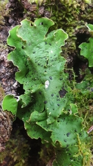 Peltigera aphthosa