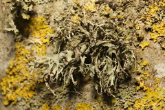Ramalina farinacea