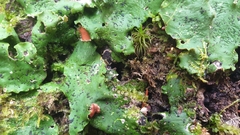 Peltigera aphthosa