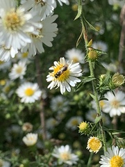 Lasioglossum fuscipenne