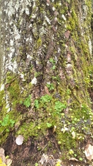 Peltigera aphthosa