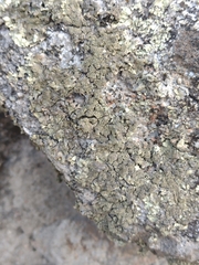 Xanthoparmelia conspersa