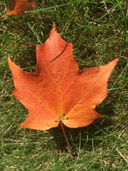 Acer saccharum