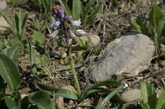 Bellevalia dubia subsp. dubia image
