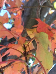 Acer saccharum