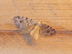 Macaria pinistrobata