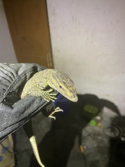 Varanus bengalensis