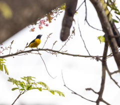 Euphonia chlorotica