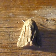 Mythimna oxygala