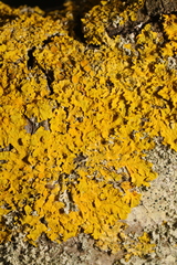 Xanthoria aureola