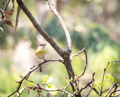 Cyclarhis gujanensis