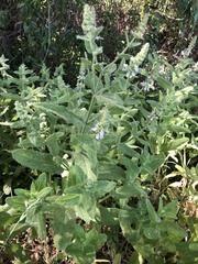 Stachys albens
