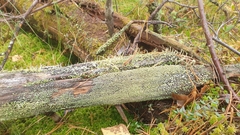 Cladonia parasitica