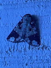 Condica