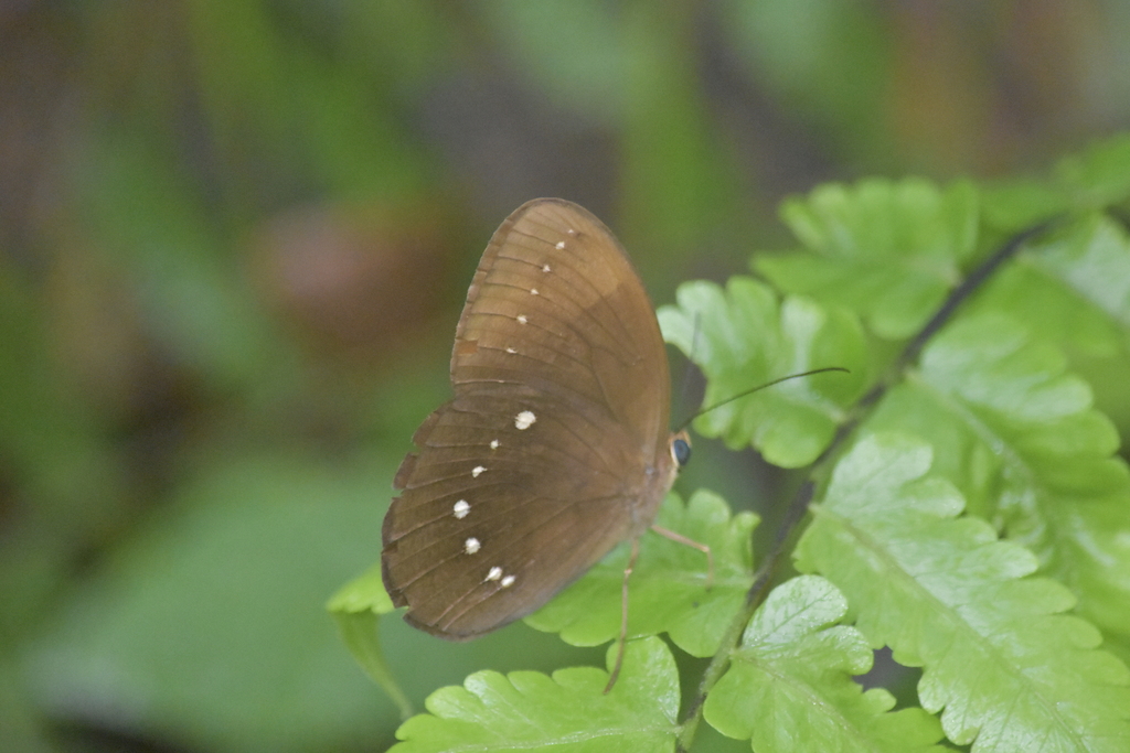 Faunis bicoloratus