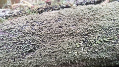 Cladonia parasitica