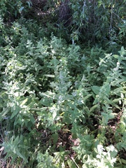 Stachys albens