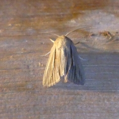 Mythimna oxygala