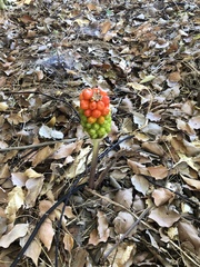 Arum italicum