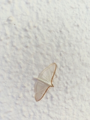 Palpita