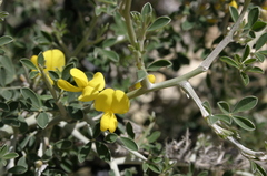 Calicotome intermedia