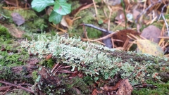 Cladonia norvegica