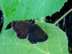 Erynnini