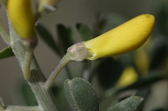 Calicotome intermedia