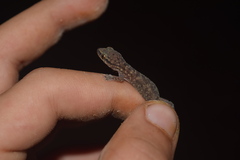 Hemidactylus robustus