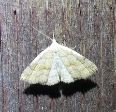 Phalaenostola metonalis