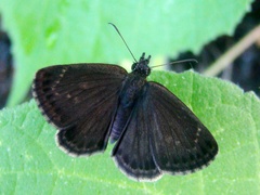 Erynnini