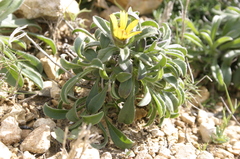 Pallenis maritima maritima