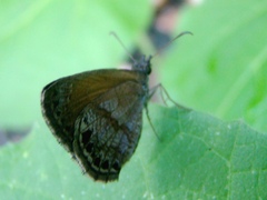 Erynnini