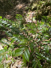 Diospyros boivinii