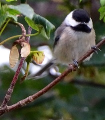 Poecile atricapillus